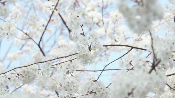 4k春天开花蜜蜂采花梨花绽放