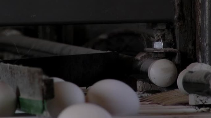 家禽养殖场，用于移动新鲜鸡蛋的自动输送机，工业鸡蛋生产线。特写。