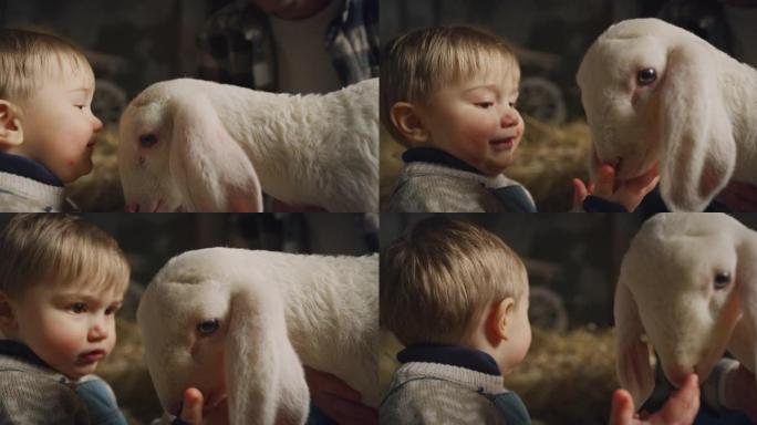 快乐的父亲和蹒跚学步的儿子用爱和关怀爱抚生态生长的新生羔羊的电影特写，用于农村农业农场干草仓的生物真