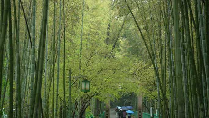 杭州云栖竹径春季清明节雨天绿色自然唯美