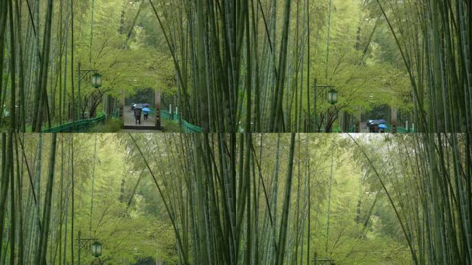 杭州云栖竹径春季清明节雨天绿色自然唯美