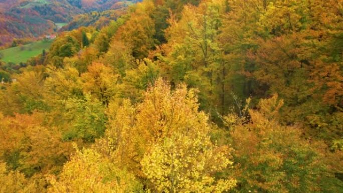 空中: 壮丽的金黄色秋季调色板中的林地景观