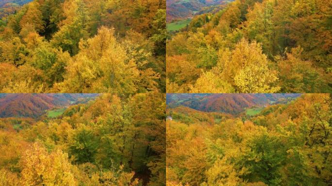 空中: 壮丽的金黄色秋季调色板中的林地景观