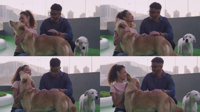 4k视频片段，一对年轻夫妇在动物收容所与狗建立联系