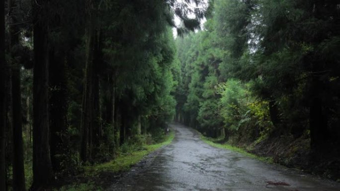 雨中的森林之路森林小路树林小路曲径通幽