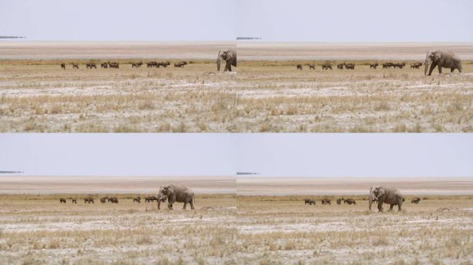 非洲纳米比亚埃托沙国家公园阳光明媚的偏远沙漠中的WS大象和牛羚