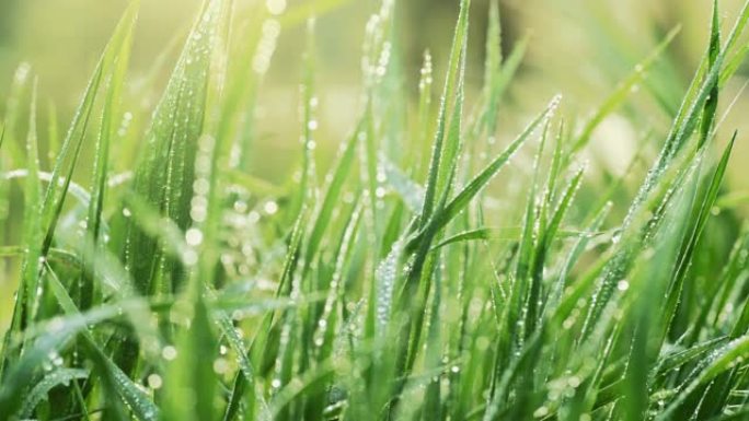 在早晨的阳光下，用水滴滑射出新鲜的草。绿草带露珠。UHD, 4K