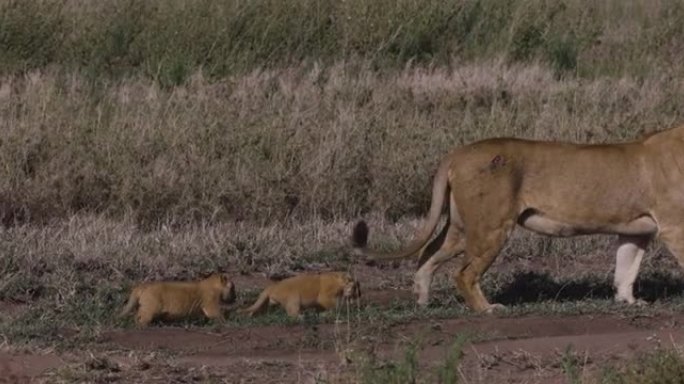 特写慢动作母狮行走和两只非常可爱的幼崽在非洲萨凡纳草原跟随她