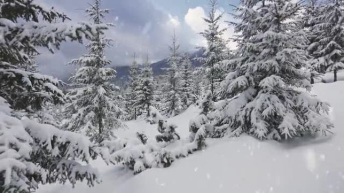 森林和山区降雪。雪花落在杉树上，地面形成厚厚的积雪。壮丽的冬季景观、步行和滑雪旅游区