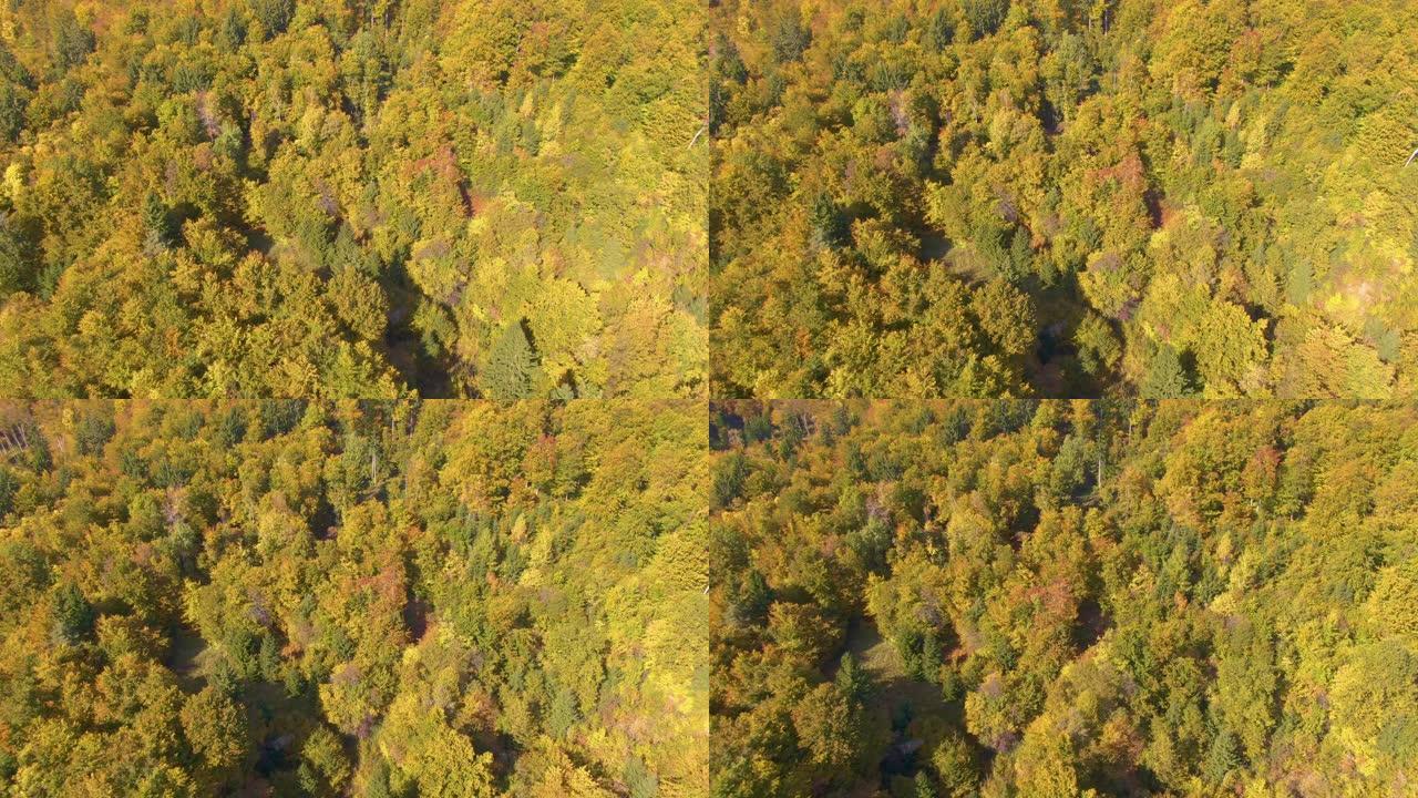 在阳光明媚的秋天，空中电影拍摄了在森林上空变化的色彩
