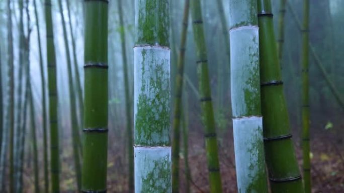 竹子绿竹意境竹林竹节
