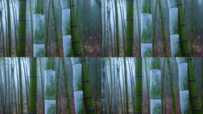 竹子绿竹意境竹林竹节