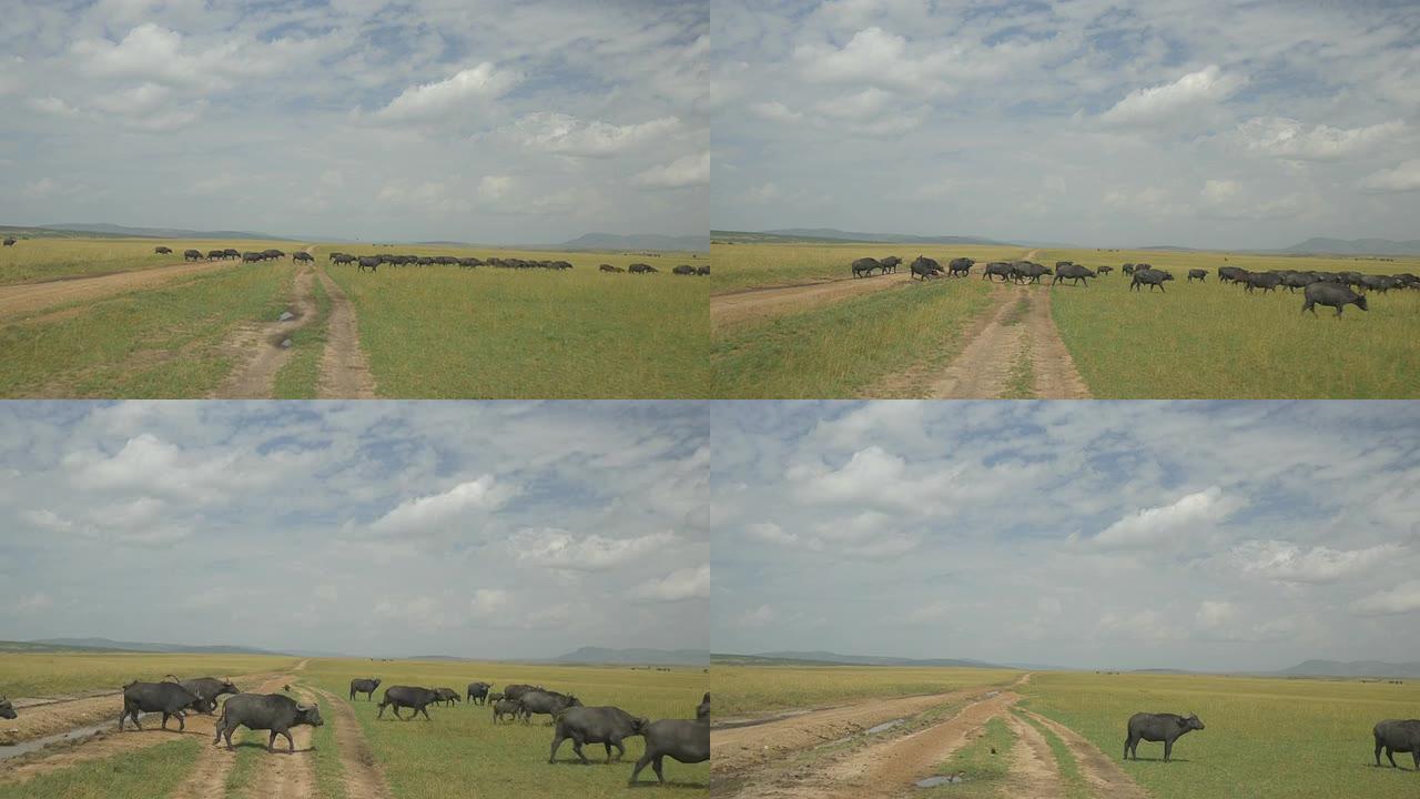 空中: 非洲的水牛