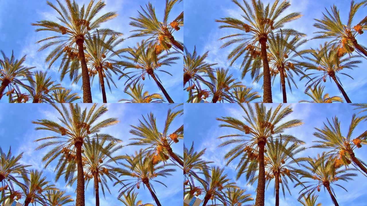 天空中的棕榈树。自然。游。背景
