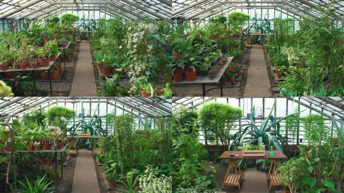 充满植物的温室