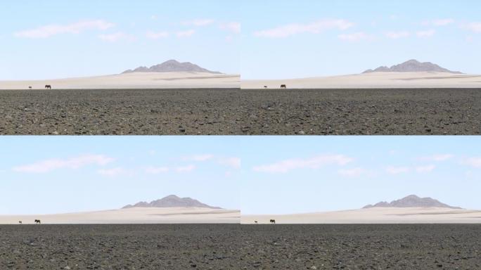 WS斑马在非洲纳米比亚的广阔沙漠中漫游