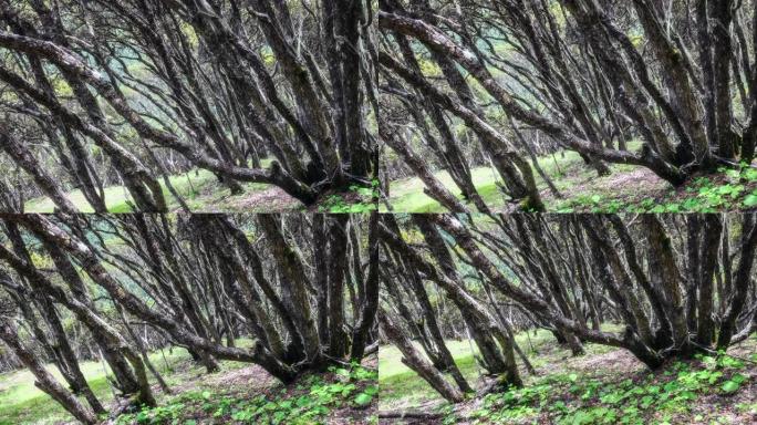 川西的森林很漂亮暗黑树木