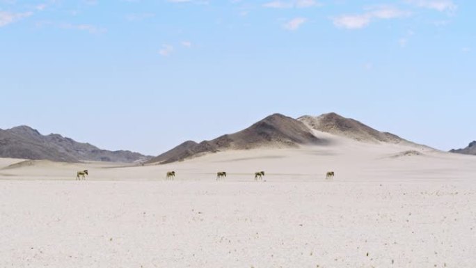 WS斑马漫游阳光明媚的沙漠，纳米比亚，非洲