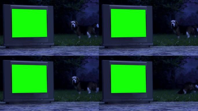 一只比格犬和一台旧电视，在房子的后院有一个色度蓝屏。