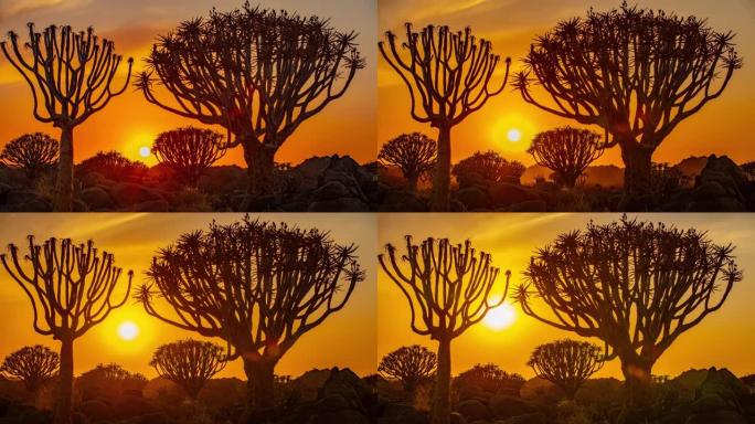 非洲纳米比亚戏剧性的日落天空下的时光流逝剪影颤抖的树