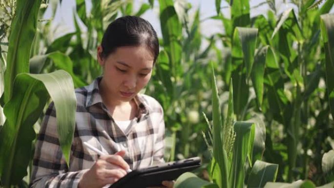 农夫妇女用数字平板电脑检查玉米