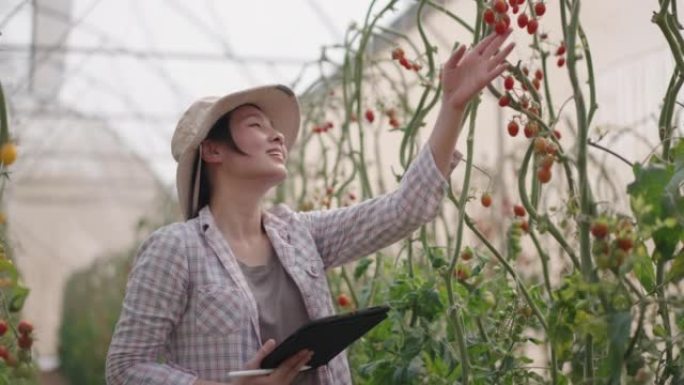 年轻女子检查西红柿的产量