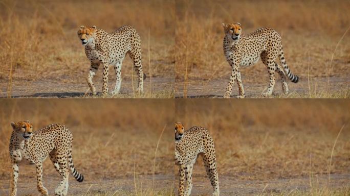 慢动作美丽的猎豹在野生动物保护区阳光明媚的草地上行走