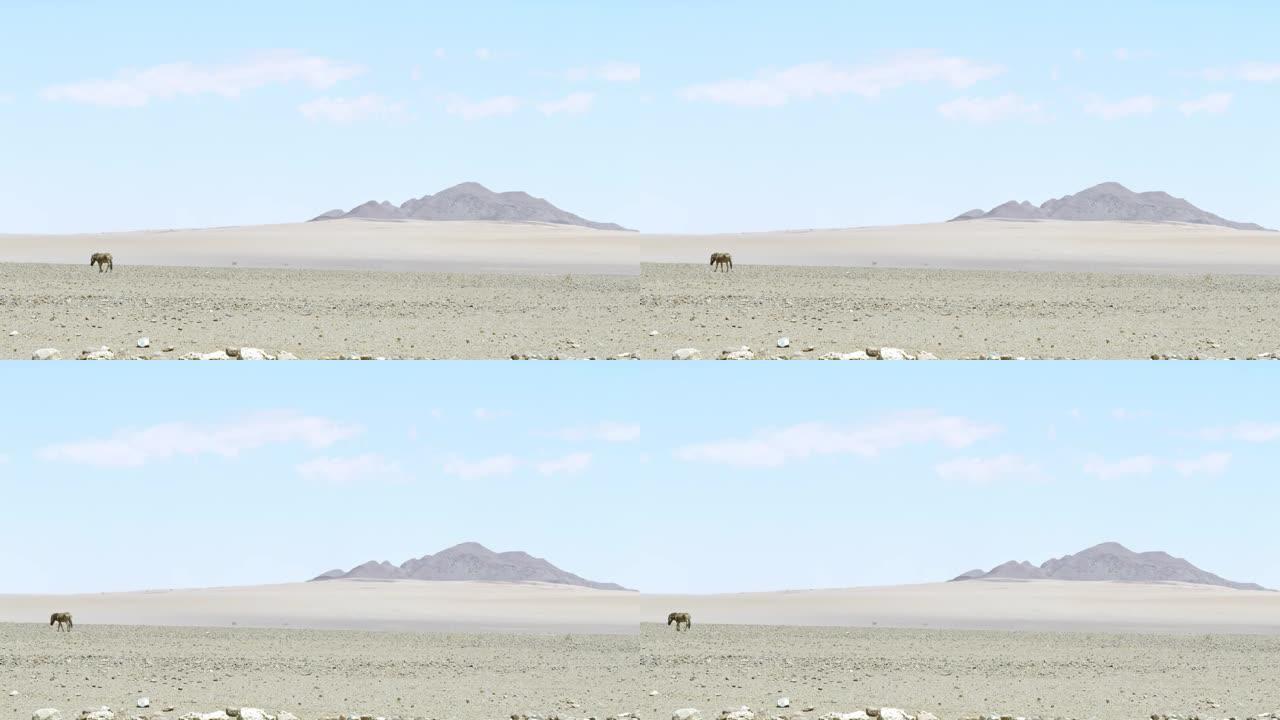 WS斑马在阳光明媚的广阔沙漠中漫游，纳米比亚，非洲