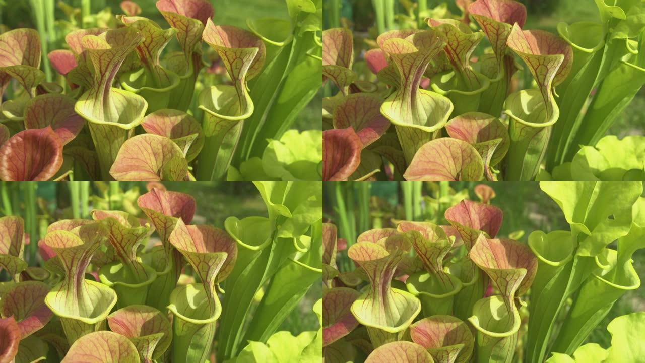 特写: 在北卡罗来纳州温暖的春季天气中，黄色的pitcherplants蓬勃发展