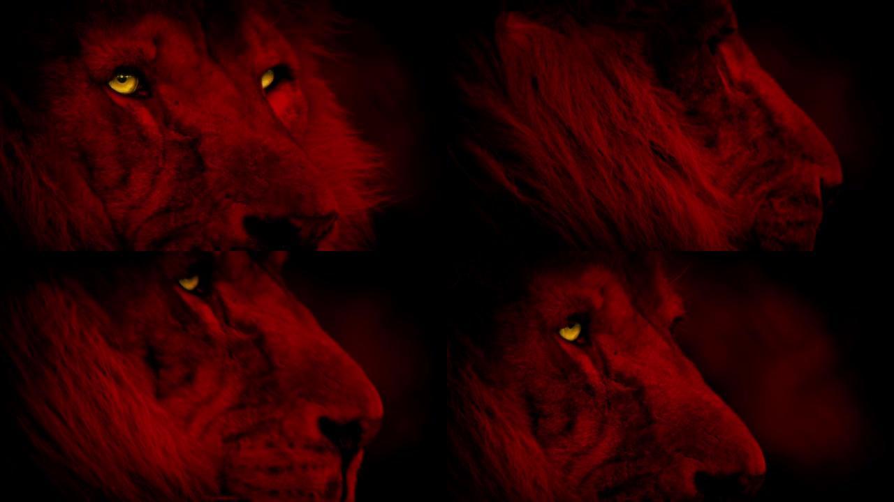 红色狮子脸，明亮的黄色眼睛
