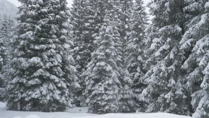 特写: 12月一场漫长的暴风雪后，一个寒冷的松树公园的华丽镜头
