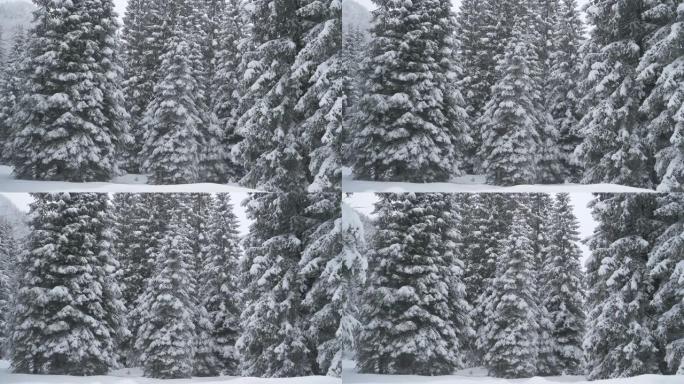 特写: 12月一场漫长的暴风雪后，一个寒冷的松树公园的华丽镜头