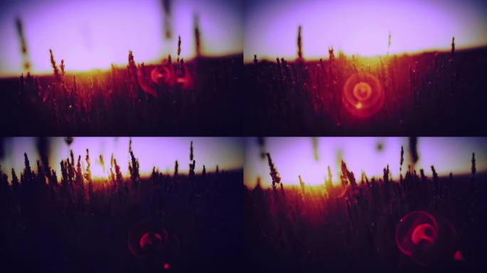 日出时，薰衣草植物上的镜头在微风中摇曳