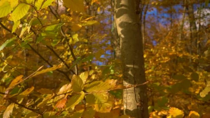 穿越茂密的山毛榉树冠美丽生动的秋天黄色叶子