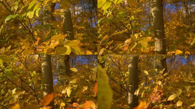 穿越茂密的山毛榉树冠美丽生动的秋天黄色叶子