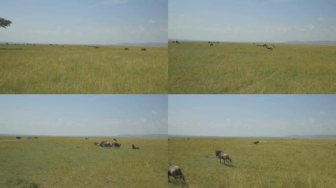 空中: 非洲大草原的牛羚