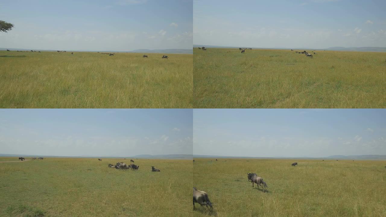 空中: 非洲大草原的牛羚