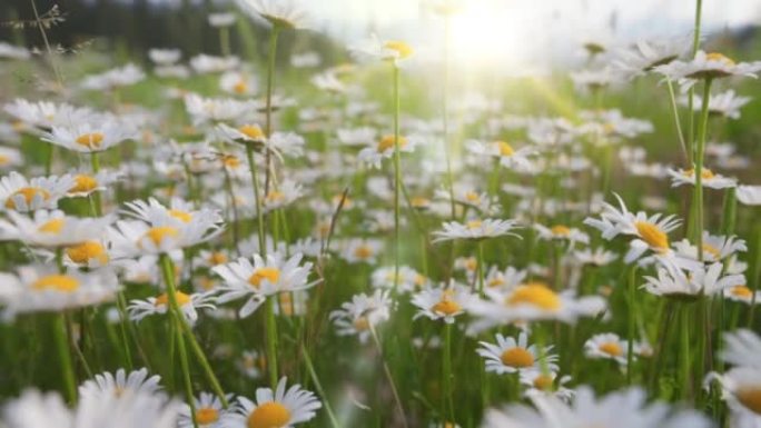 相机在白色和黄色雏菊的区域中移动。夏天的花朵在风中摇曳，阳光温暖。高山菊花在山上