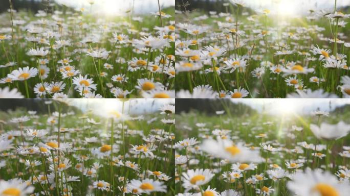 相机在白色和黄色雏菊的区域中移动。夏天的花朵在风中摇曳，阳光温暖。高山菊花在山上