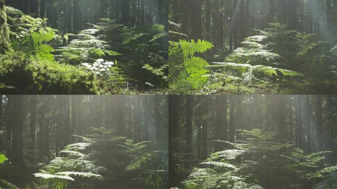 慢动作: 阳光明媚的树林中的树木，根和苔藓