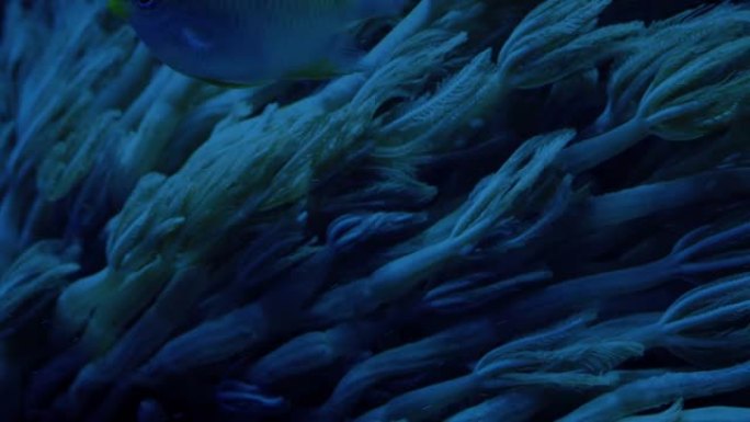 鱼在黑暗中在珊瑚旁边觅食