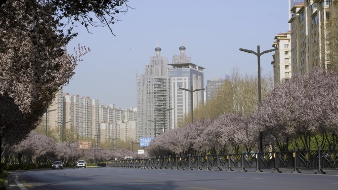 洛阳道路延时樱花车流