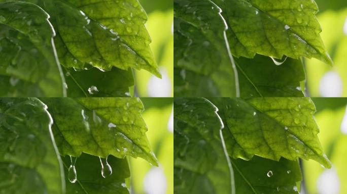 雨中春天绿叶的宏观镜头。纯净清澈的雨水滚落一片绿叶。一滴滴温暖的夏雨落在多汁的叶子上。慢动作