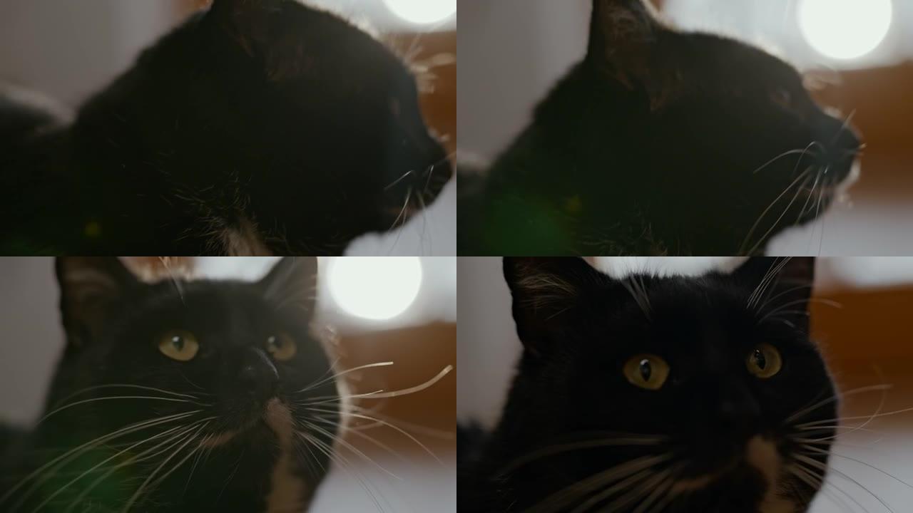黑猫的特写镜头一只动物、预期、慢动作