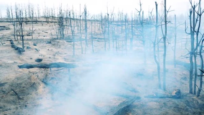 森林火灾区域，植物烧毁，烟雾大量