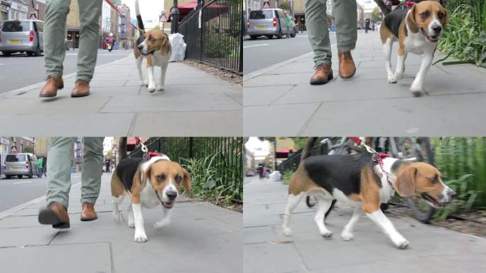 狗被带去沿着城市街道散步