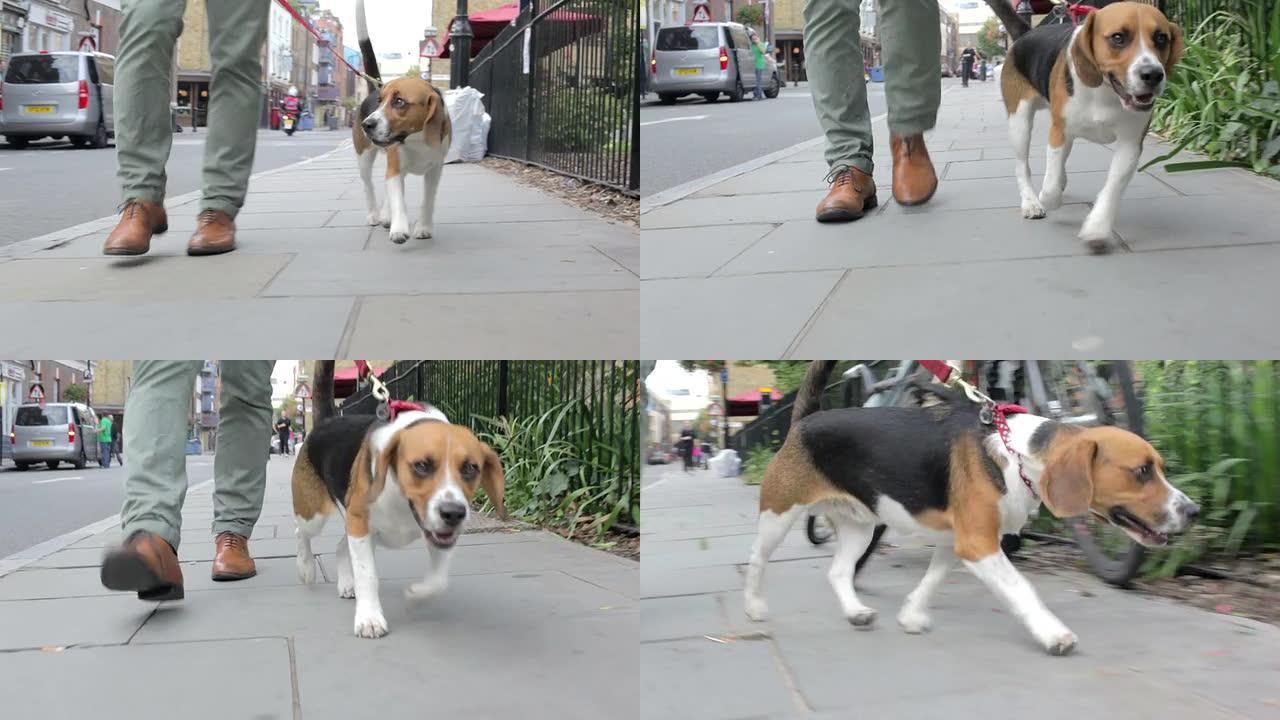 狗被带去沿着城市街道散步