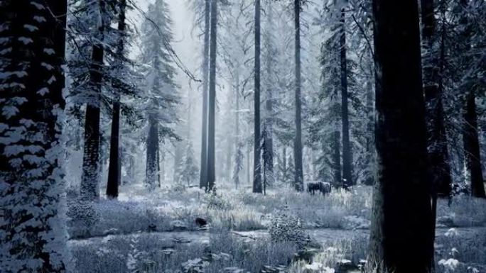 冬季森林的3D可视化。清晨，美丽的冬季森林景观全景