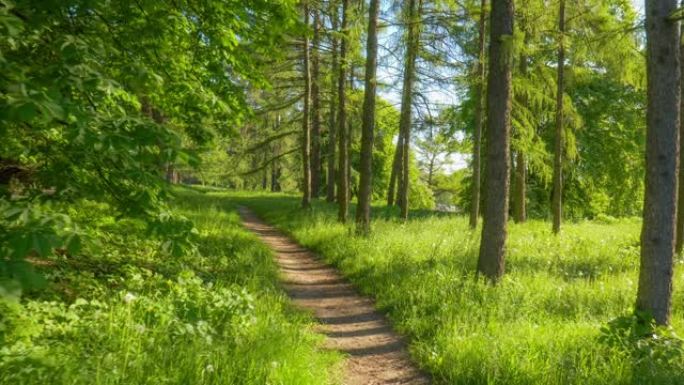 在阳光明媚的日子里，在美丽的富丽绿色公园散步的HDR镜头。盛开的栗树，松树，绿草和盛开的蒲公英。St