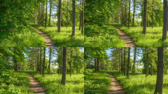在阳光明媚的日子里，在美丽的富丽绿色公园散步的HDR镜头。盛开的栗树，松树，绿草和盛开的蒲公英。St